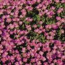 20 Seeds Aster Gremlin Lavender Double Callistephus Chinensis Usps Shipping