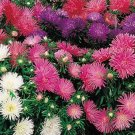 500 Seeds Cornflower Bachelor’S Button White Centaurea Cyanus Usps Shipping