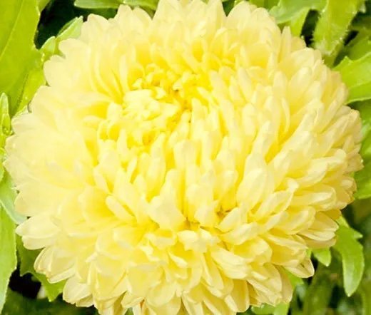 20 Seeds Aster Starlight Mixed Colors Callistephus Chinensis Usps Shipping