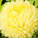 20 Seeds Aster Starlight Mixed Colors Callistephus Chinensis Usps Shipping