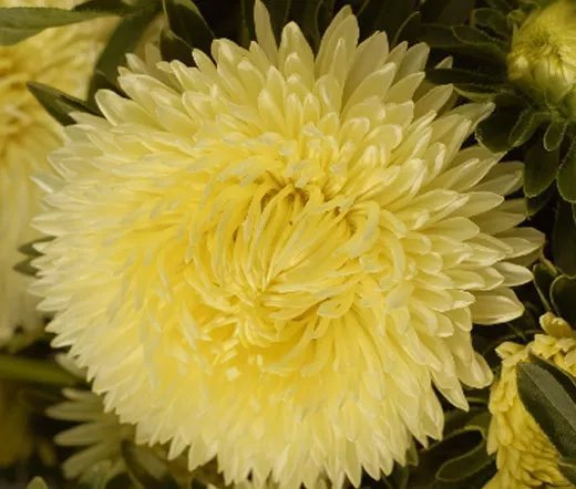 20 Seeds Aster Paeony Duchess Apricot Callistephus Chinensis Usps Shipping