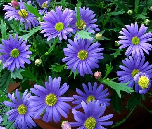 20 Seeds Aster Paeony Duchess Yellow Callistephus Chinensis Usps Shipping