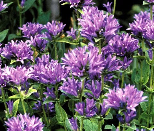 20 Seeds Aster Gremlin Yellow Double Callistephus Chinensis Usps Shipping