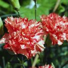 20 Seeds Asarina Climbing Snapdragon White Asarina Scandens Usps Shipping