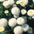 1,000 Bulk Seeds English Daisy Mixed Colors Bellis Perennis Super Enorma