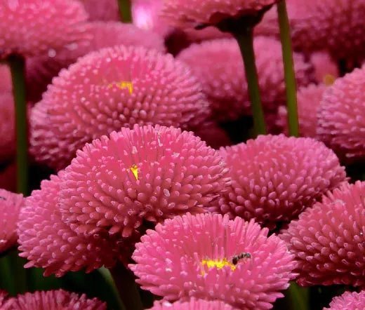 250 Bulk Seeds Viper'S Bugloss Rose Pink Bedder Dwarf Echium Plantagineum