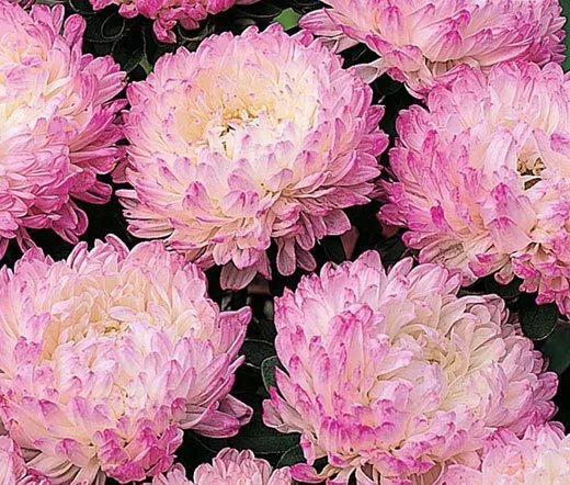 200 Seeds Marigold Crackerjack Mixed Colors Tagetes Erecta Usps Shipping