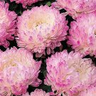 200 Seeds Marigold Crackerjack Mixed Colors Tagetes Erecta Usps Shipping