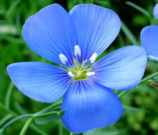 20 Seeds Aster Needle Unicum Violet Callistephus Chinensis Usps Shipping