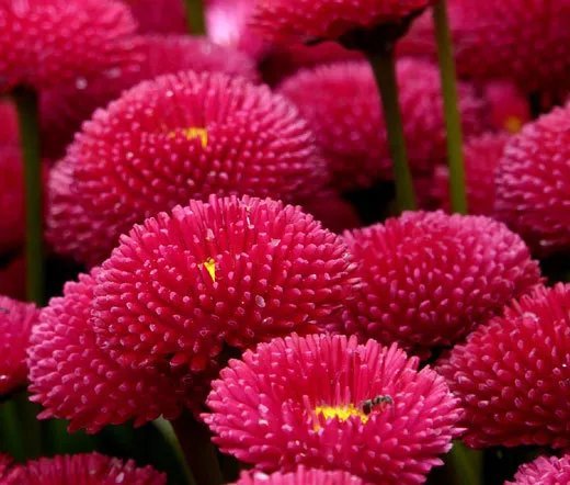 20 Seeds Aster Paeony Duchess White Callistephus Chinensis Usps Shipping