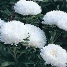 100 Seeds Alyssum Mountain Gold Perennial Alyssum Montanum Usps Shipping