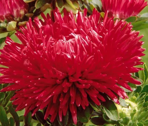 20 Seeds Aster Needle Unicum Yellow Callistephus Chinensis Usps Shipping