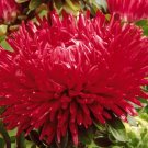 20 Seeds Aster Needle Unicum Yellow Callistephus Chinensis Usps Shipping