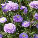 250 Bulk Seeds Periwinkle Dwarf Pink Little Delicata Catharanthus Roseus