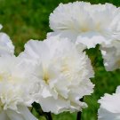 500 Bulk Seeds Arabis Wall Rock Cress Pink Arabis Alpina Caucasica Rosea