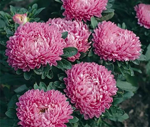 1,000 Bulk Seeds Candytuft White Evergreen Perennial Iberis Sempervirens