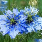 5,000 Bulk Seeds Coreopsis Lanceleaf Tall Perennial Coreopsis Lanceolata