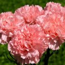 1,000 Bulk Seeds Butterfly Flower Angel Wings Schizanthus X Wisetonensis