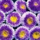 100 Seeds English Daisy Rose Bellis Perennis Super Enorma Usps Shipping