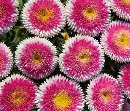 20 Seeds Aster Paeony Duchess Blue Callistephus Chinensis Usps Shipping