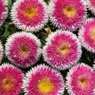 20 Seeds Aster Paeony Duchess Blue Callistephus Chinensis Usps Shipping