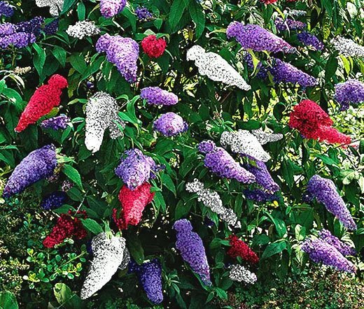 20 Seeds Aster Paeony Duchess Pink Callistephus Chinensis Usps Shipping