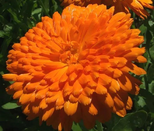 500 Seeds Cornflower Bachelor'S Button Dwarf Mixed Colors Usps Shipping