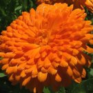 500 Seeds Cornflower Bachelor'S Button Dwarf Mixed Colors Usps Shipping