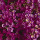 250 Seeds Alyssum Purple Royal Carpet Lobularia Maritima Usps Shipping