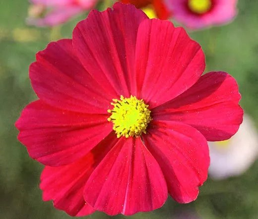 20 Seeds Aster Needle Unicum Rose Callistephus Chinensis Usps Shipping