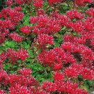 20 Seeds Aster Gremlin Red Double Callistephus Chinensis Usps Shipping