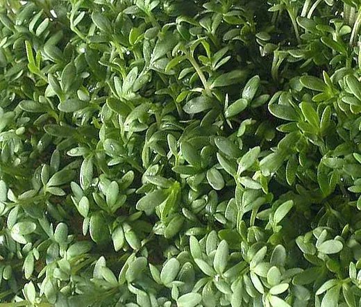 1,000 Bulk Seeds Lobelia Blue Mrs.Clibran Lobelia Erinus Usps Shipping