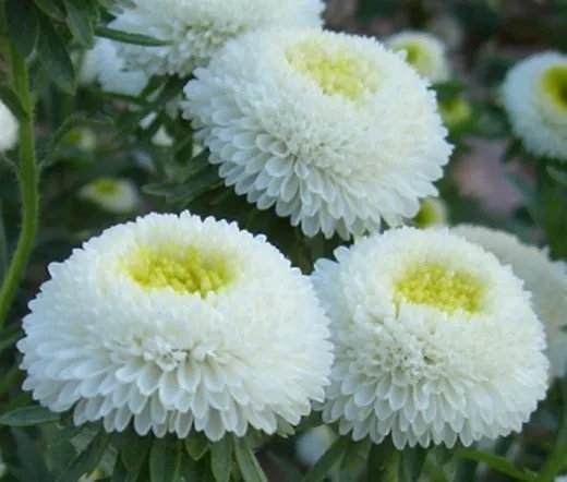 200 Bulk Seeds Aster Needle Unicum Mixed Colors Callistephus Chinensis