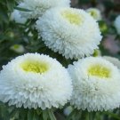 200 Bulk Seeds Aster Needle Unicum Mixed Colors Callistephus Chinensis