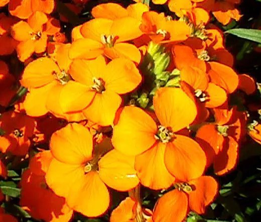 40 Bulk Seeds Coleus Wizard Coral Sunrise Solenostemon Scutellarioides