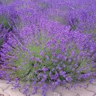 20 Seeds Aster Milady Blue Dwarf Callistephus Chinensis Usps Shipping