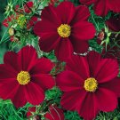 20 Seeds Carnation Grenadin White Dianthus Caryophyllus Usps Shipping