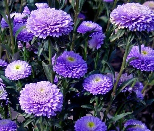 20 Seeds Aster Milady Rose Dwarf Callistephus Chinensis Usps Shipping