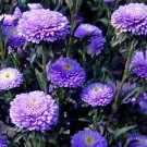 20 Seeds Aster Milady Rose Dwarf Callistephus Chinensis Usps Shipping