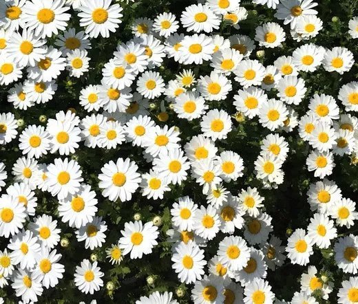 100 Bulk Seeds Cinenaria Hybrids Mixed Colors Cineraria Cruenta Amigo