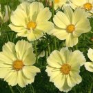 1,100 Bulk Seeds Zinnia Thumbelina Dwarf Mixed Colors Zinnia Elegans
