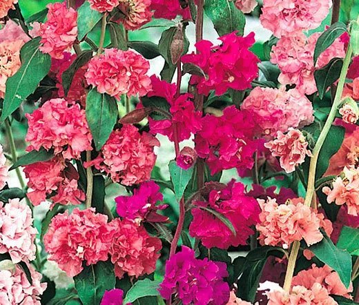 250 Bulk Seeds Periwinkle Dwarf Rose Little Linda Catharanthus Roseus
