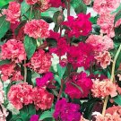 250 Bulk Seeds Periwinkle Dwarf Rose Little Linda Catharanthus Roseus