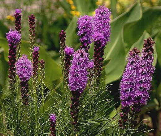 100 Bulk Seeds Melic Siberian Red Spire Melica Altissima Atropurpurea
