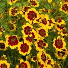 250 Bulk Seeds Viper'S Bugloss White Bedder Dwarf Echium Plantagineum