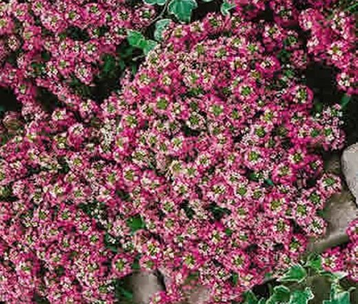 200 Bulk Seeds Aster Milady Mixed Colors Dwarf Callistephus Chinensis