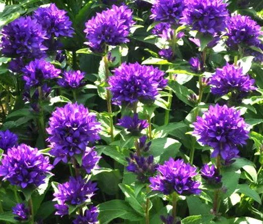 200 Bulk Seeds Aster Gremlin Light Rose Double Callistephus Chinensis