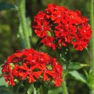 20 Seeds Sunflower Mexican Torch Tithonia Rotundifolia Usps Shipping