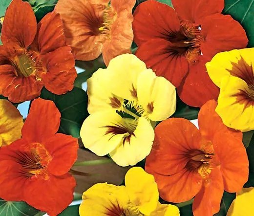 40 Bulk Seeds Coleus Versa Rose To Lime Solenostemon Scutellarioides