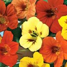 40 Bulk Seeds Coleus Versa Rose To Lime Solenostemon Scutellarioides